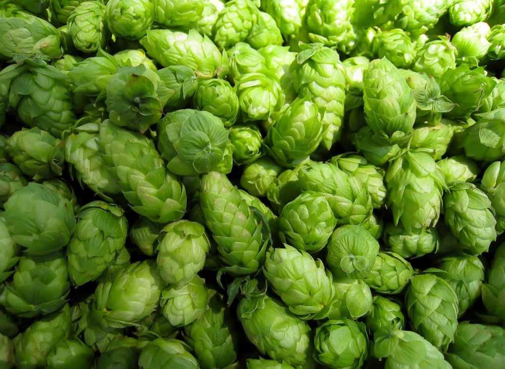 Hops, hops for beer brewing, hops in a brewery, hops for IPA, beer brewing, beer brewing equipment, beer fermenting equipment, brewery system, brewery equipment, beer fermenter
